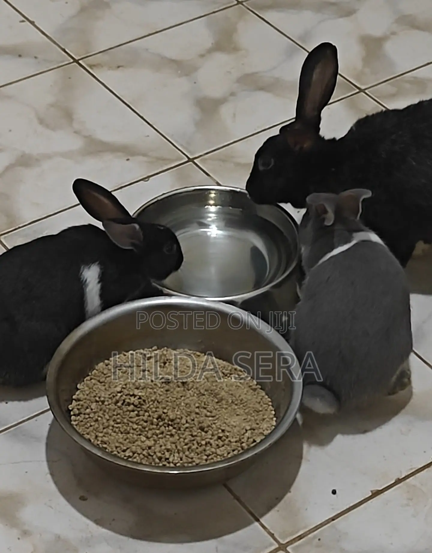 Mixed Breed Rabbit
