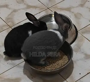 Mixed Breed Rabbit