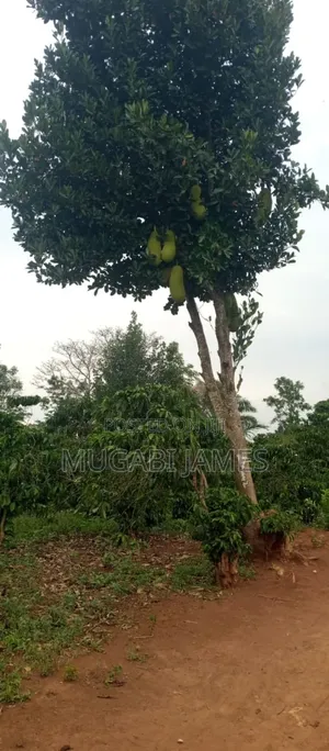 Farmland for Sale in Kikyusa
