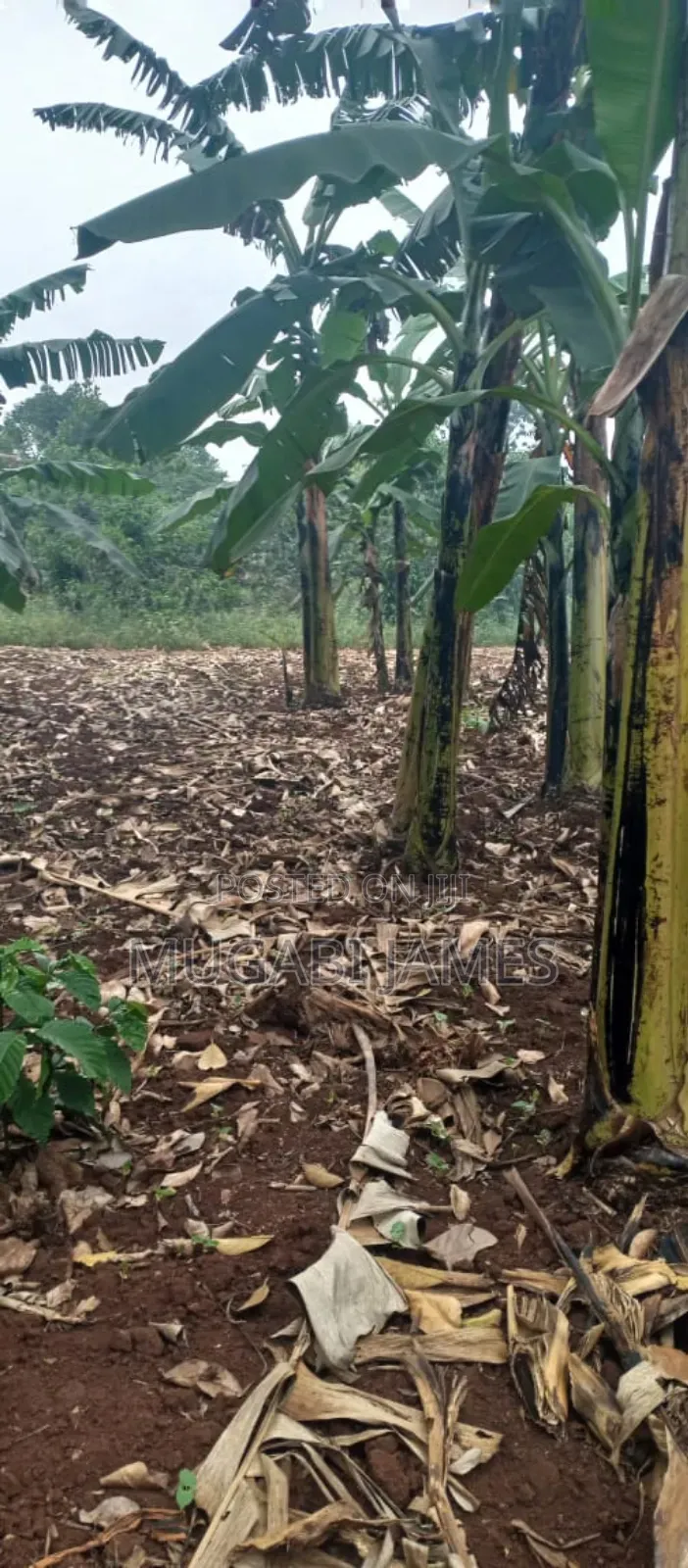 Farmland for Sale in Kikyusa