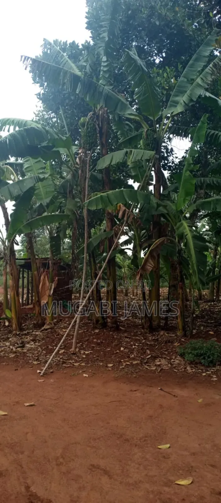 Farmland for Sale in Kikyusa