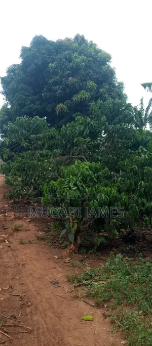 Farmland for Sale in Kikyusa
