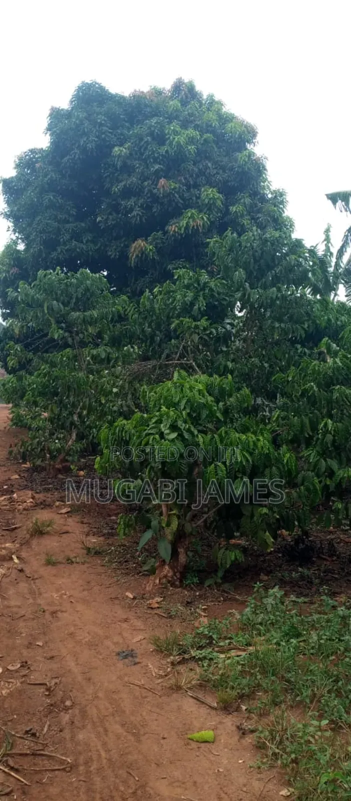 Farmland for Sale in Kikyusa