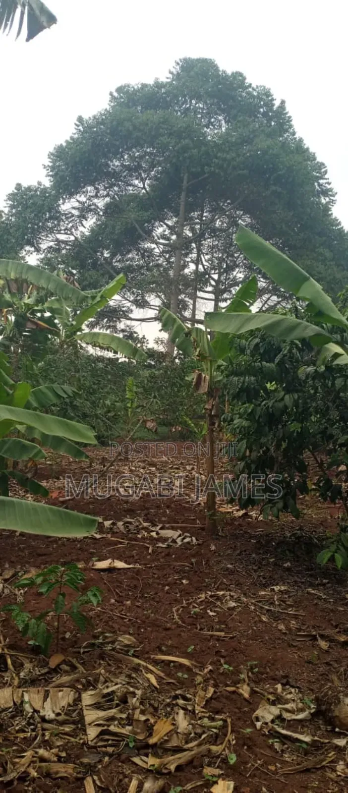 Farmland for Sale in Kikyusa