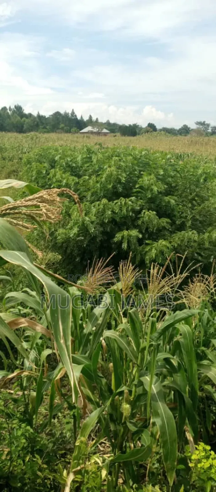 Farmland for Sale in Kikyusa