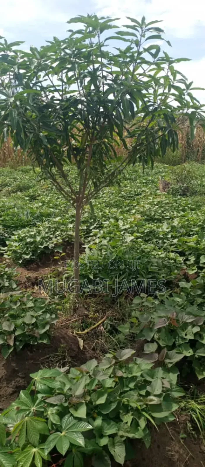 Farmland for Sale in Kikyusa