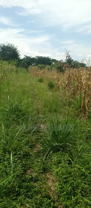 Farmland for Sale in Kikyusa