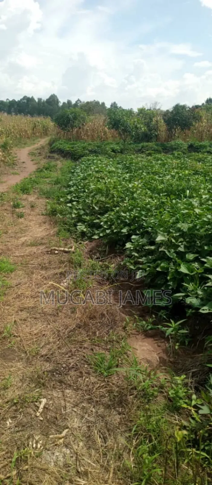 Farmland for Sale in Kikyusa