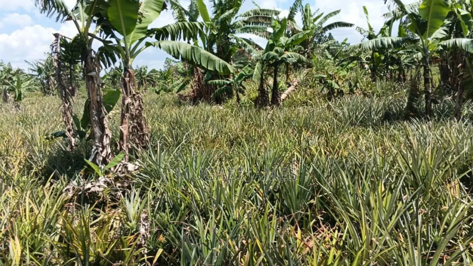 Farmland for Sale in Kakooga