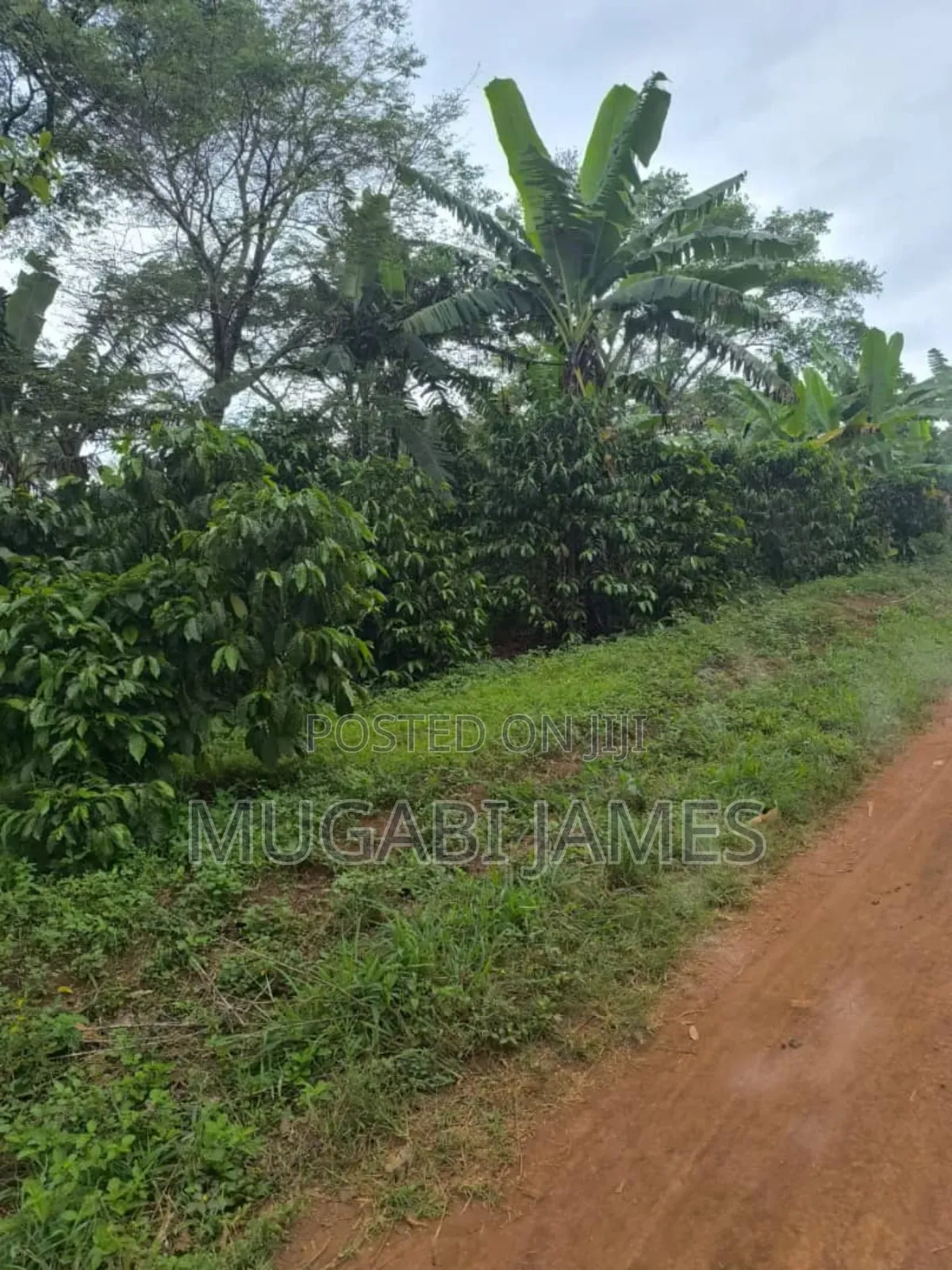 Farmland for Sale in Kakooga