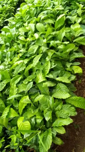 Bukalasa College Coffee Nurseries