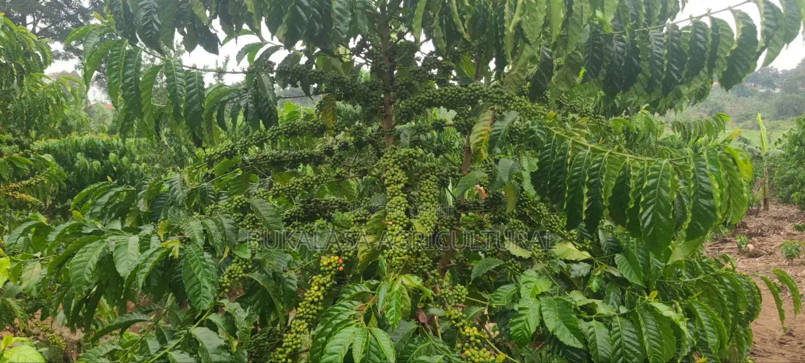 Bukalasa College Coffee Nurseries