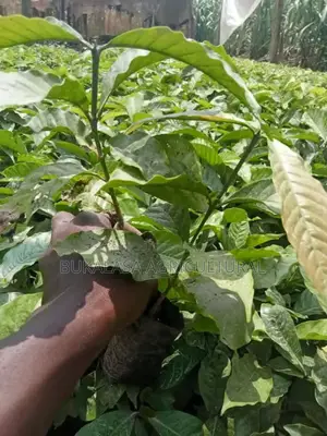 Bukalasa College Coffee Nurseries