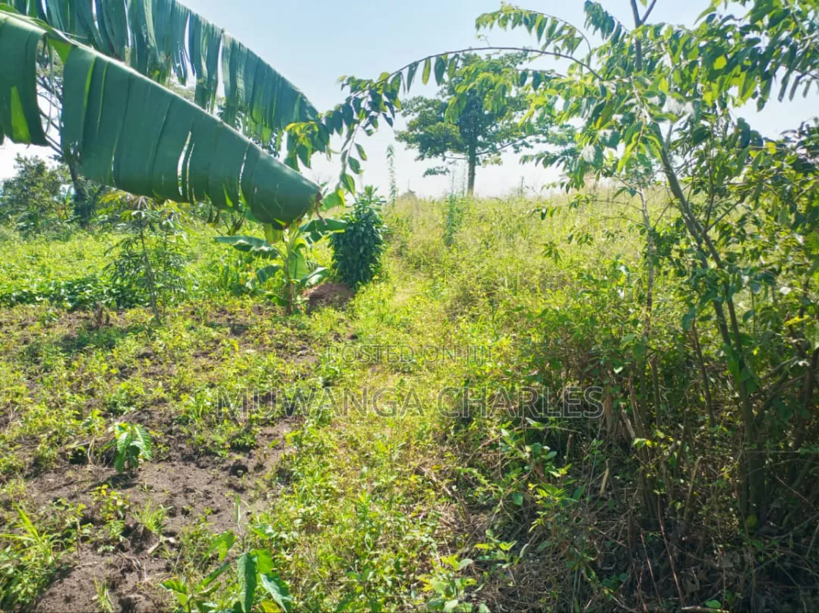5acres of Land on Sale in Kanyanda Semuto