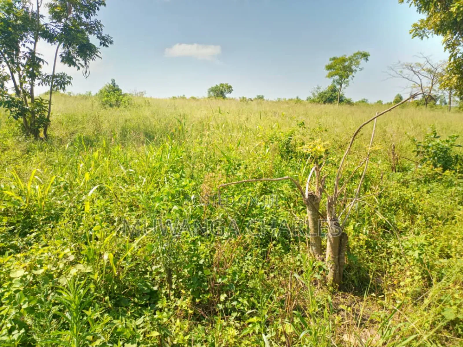 5acres of Land on Sale in Kanyanda Semuto