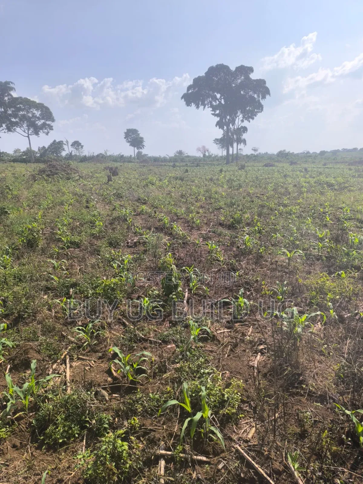 Farmland of #10_acres of Land Fo in #Luwero_kakooge Selling (14m