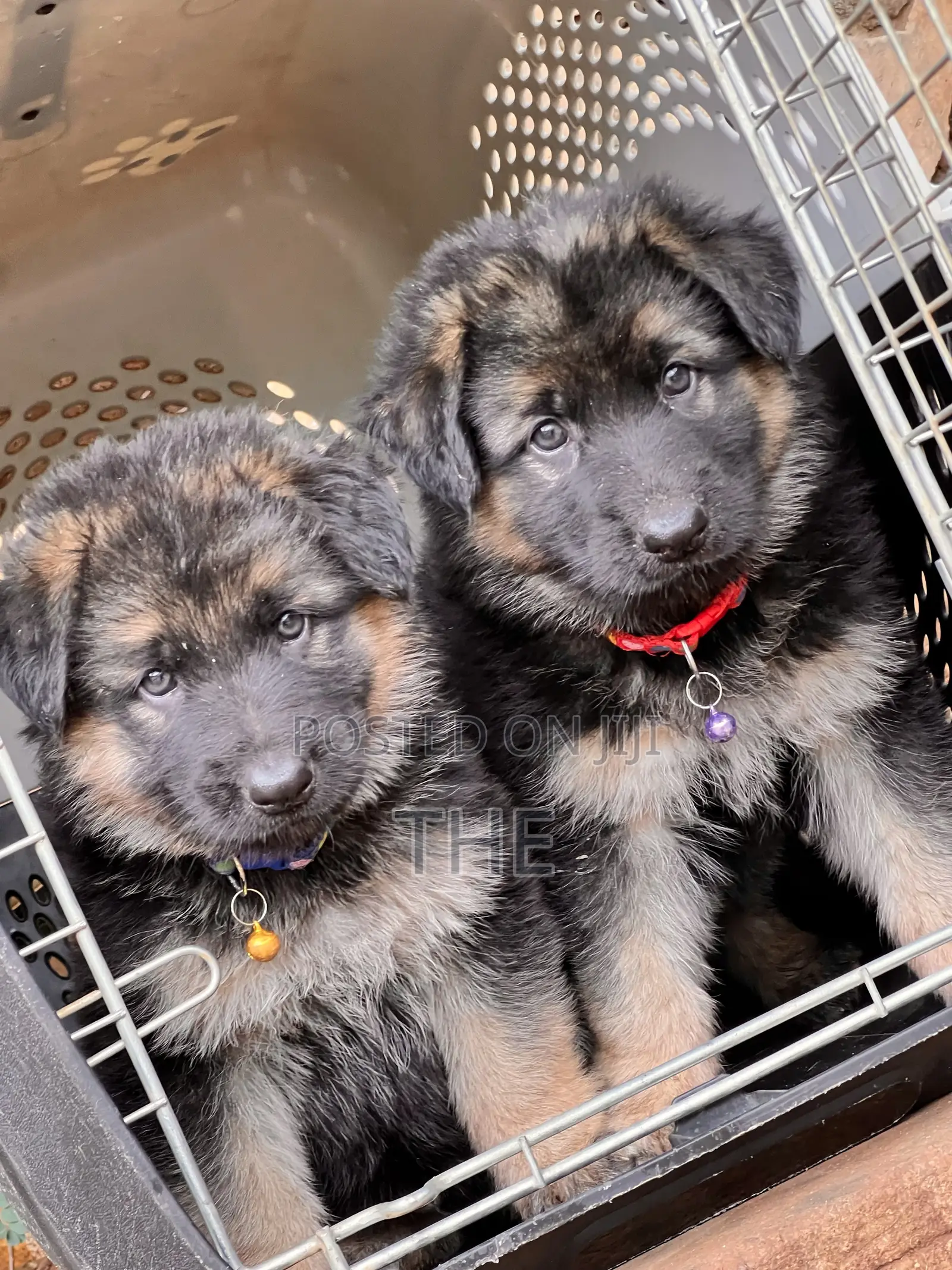 1-3 months Male Purebred German Shepherd