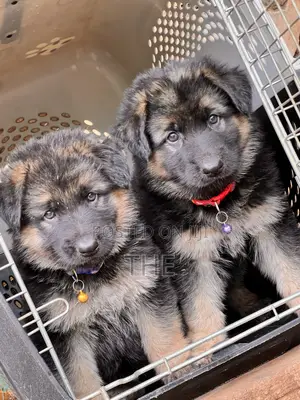 1-3 months Male Purebred German Shepherd