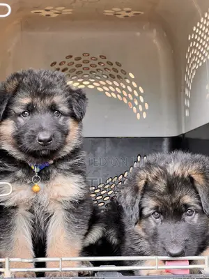 1-3 months Male Purebred German Shepherd