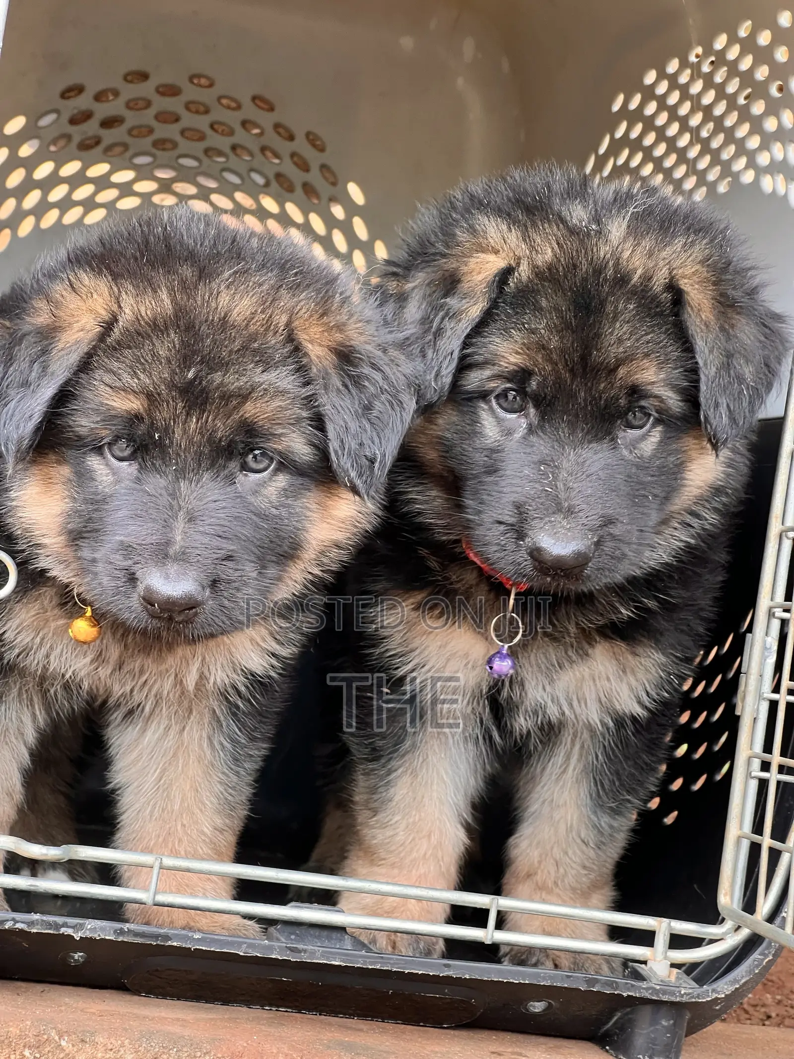 1-3 months Male Purebred German Shepherd
