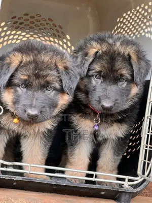 1-3 months Male Purebred German Shepherd