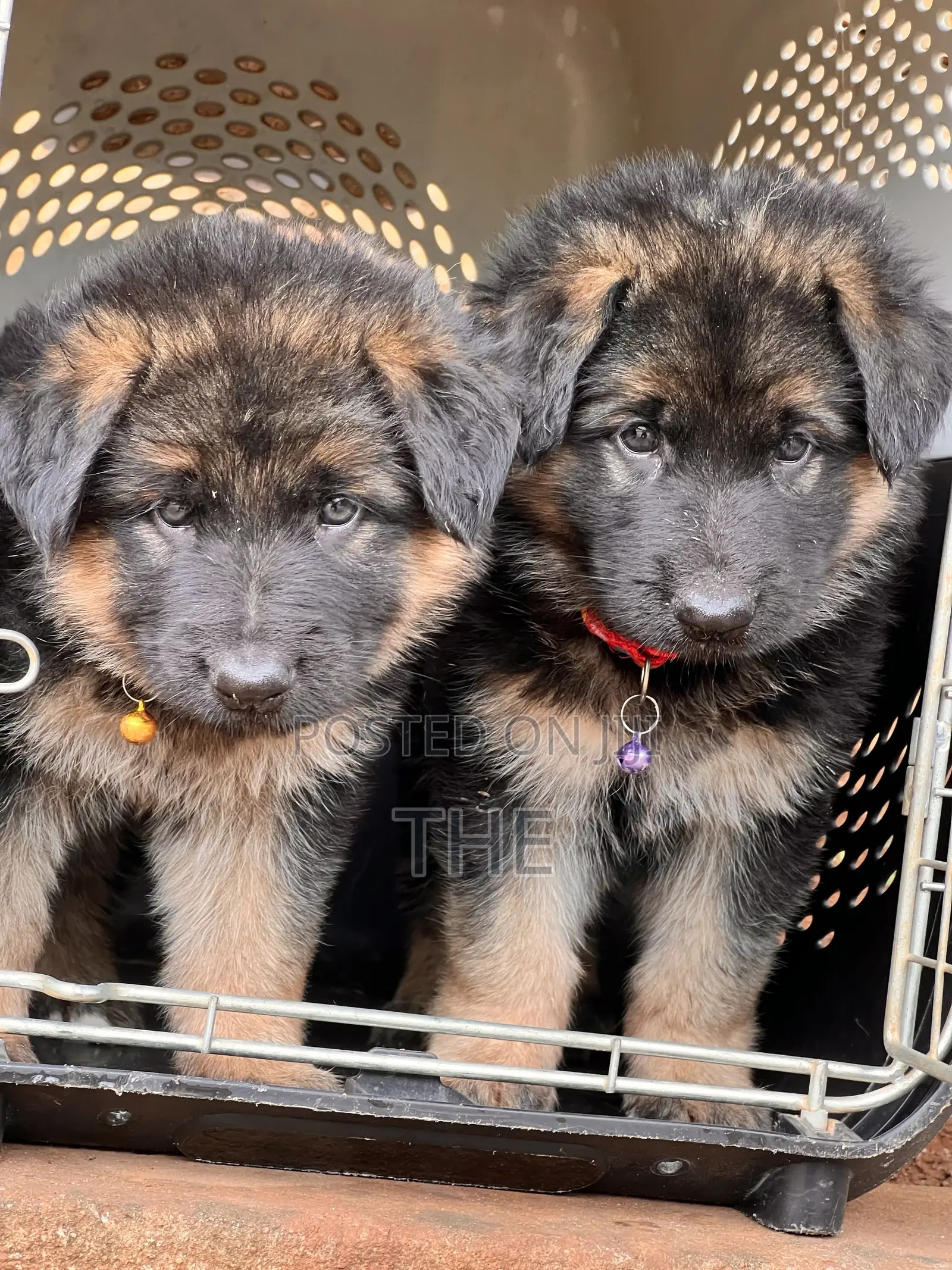 1-3 months Male Purebred German Shepherd