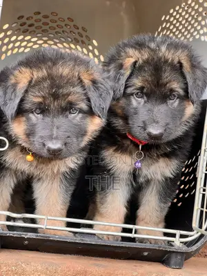 1-3 months Male Purebred German Shepherd