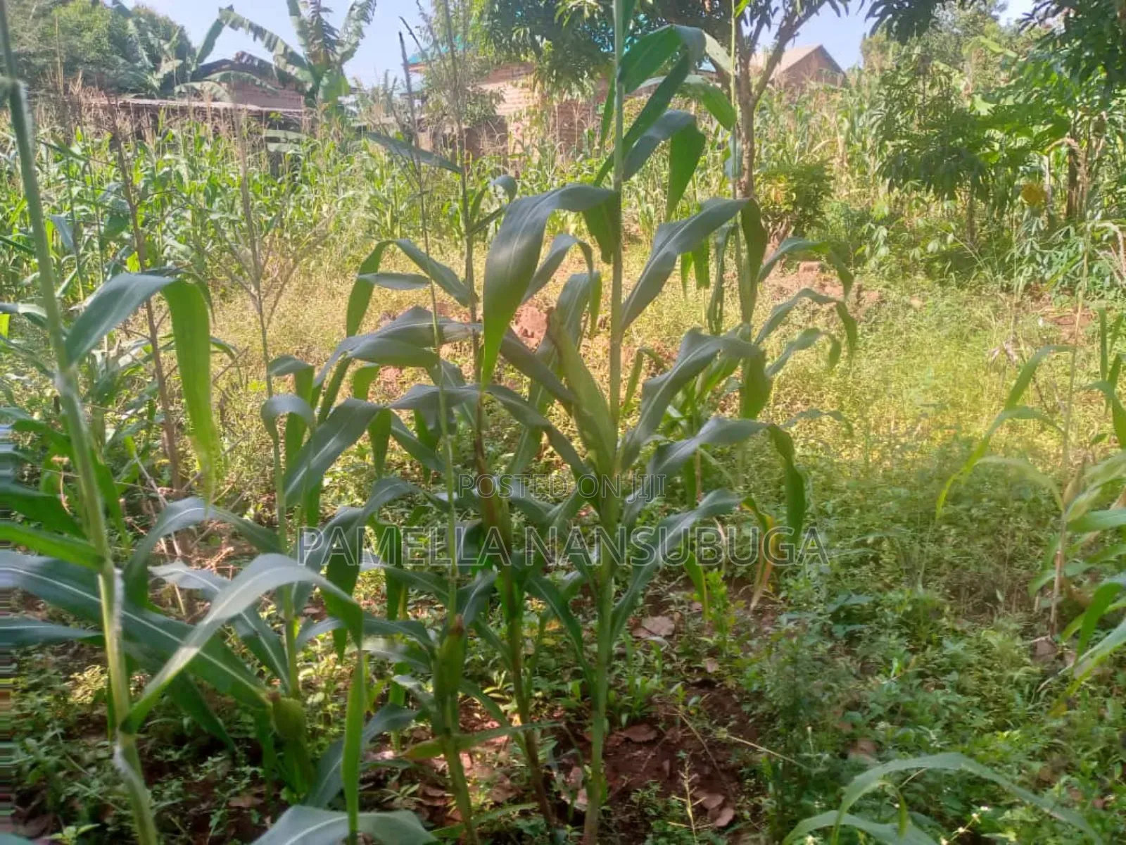 Land At Kyabilwa 0.11 Acres