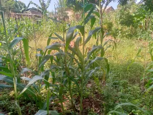 Land At Kyabilwa 0.11 Acres