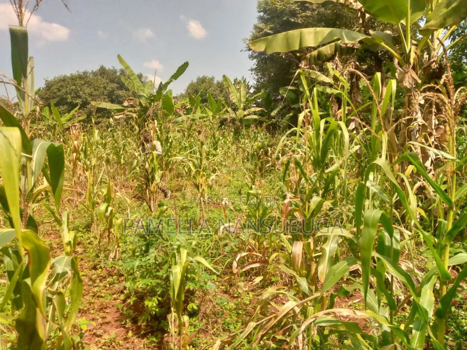 Land At Kyabilwa 0.11 Acres