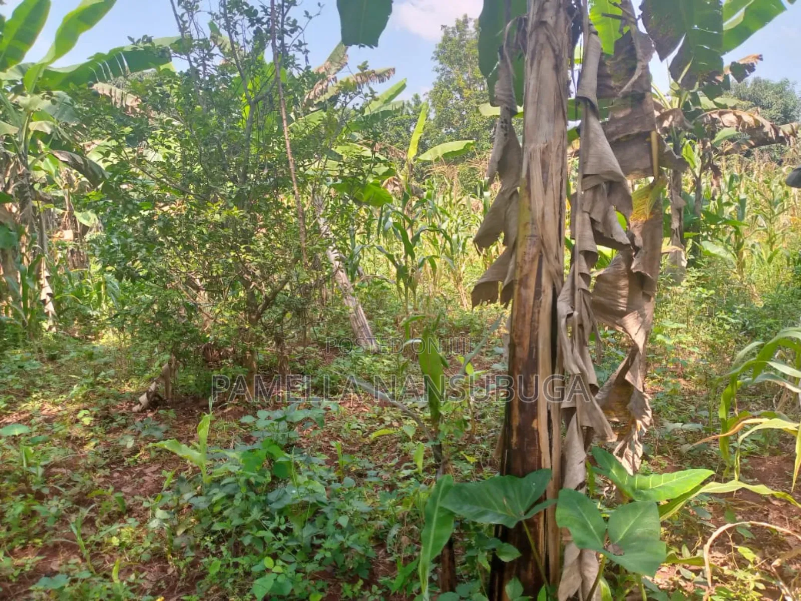 Land At Kyabilwa 0.11 Acres