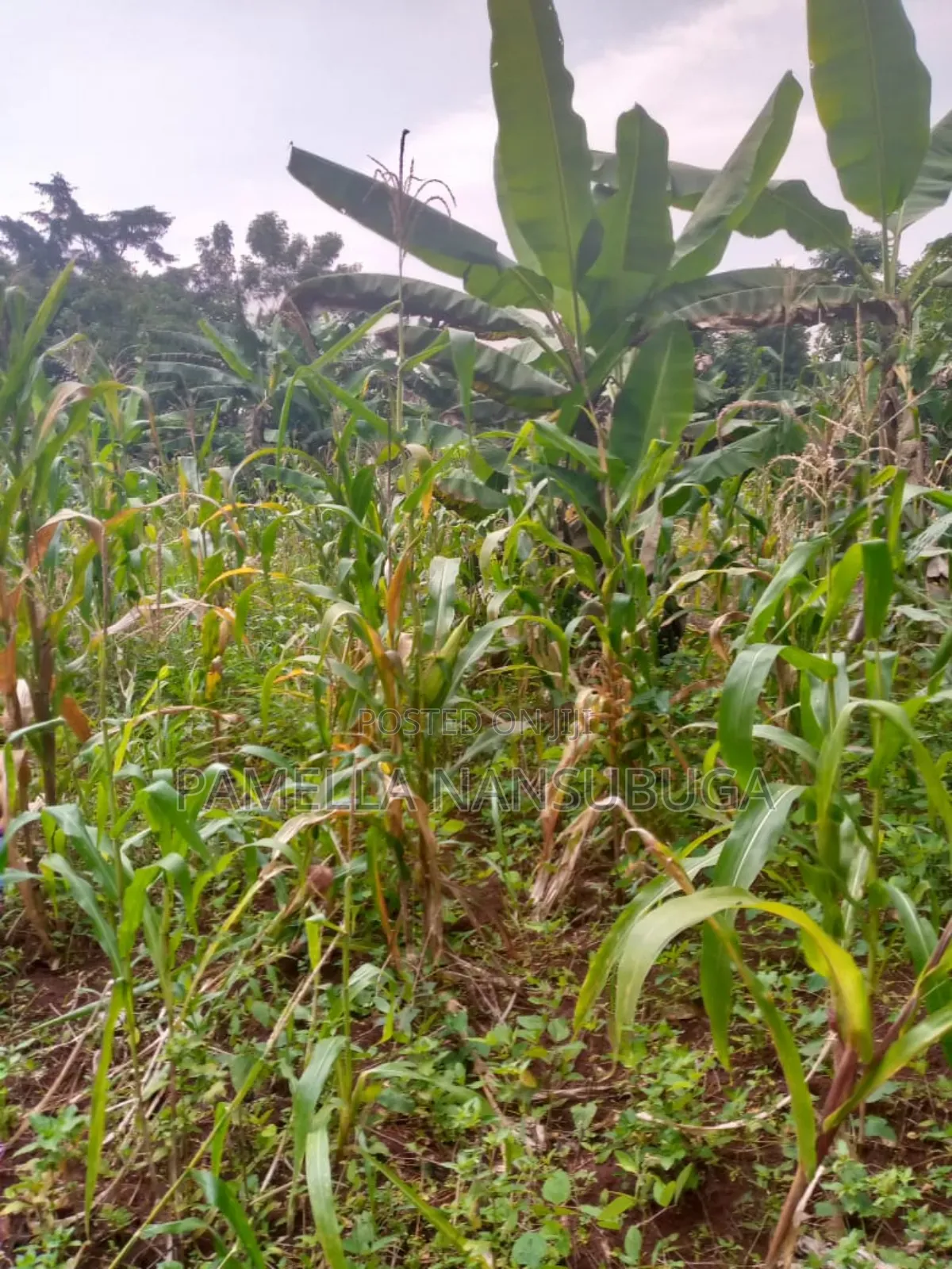 Land At Kyabilwa 0.11 Acres