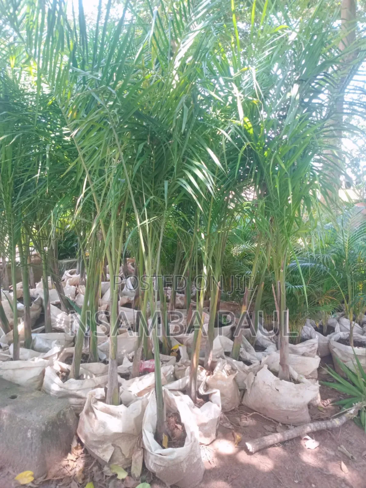 Loyal Palm