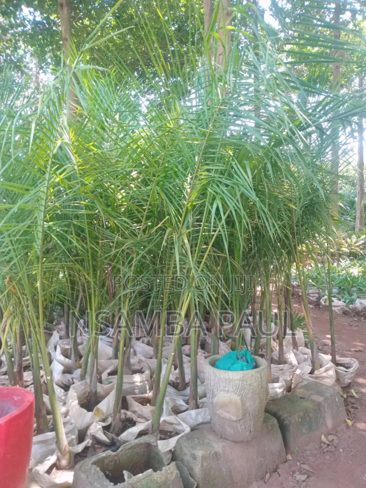 Loyal Palm