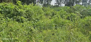 Plot on Quick Sale at Wakiso Near Town