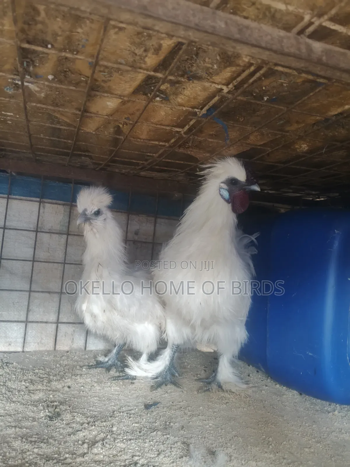 Silky Batam Chickens for Sell
