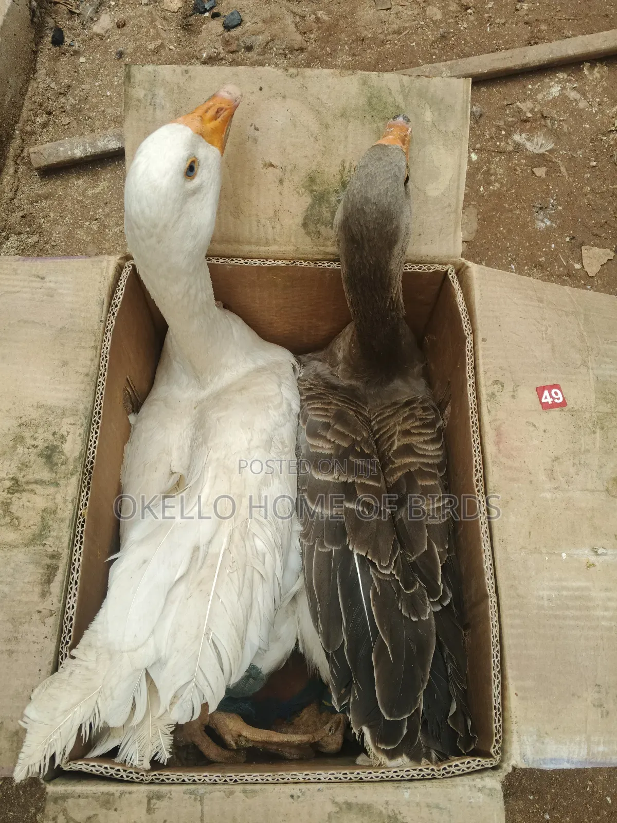 White and Gray Geese for Sell