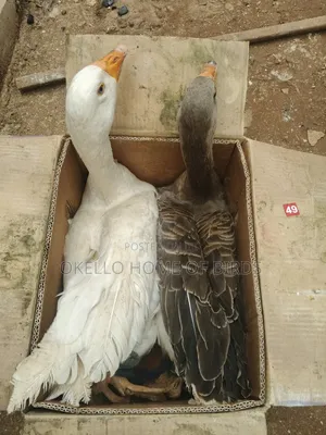 White and Gray Geese for Sell