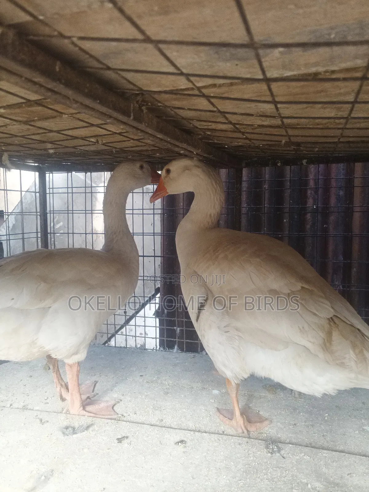 Roman Geese for Sale