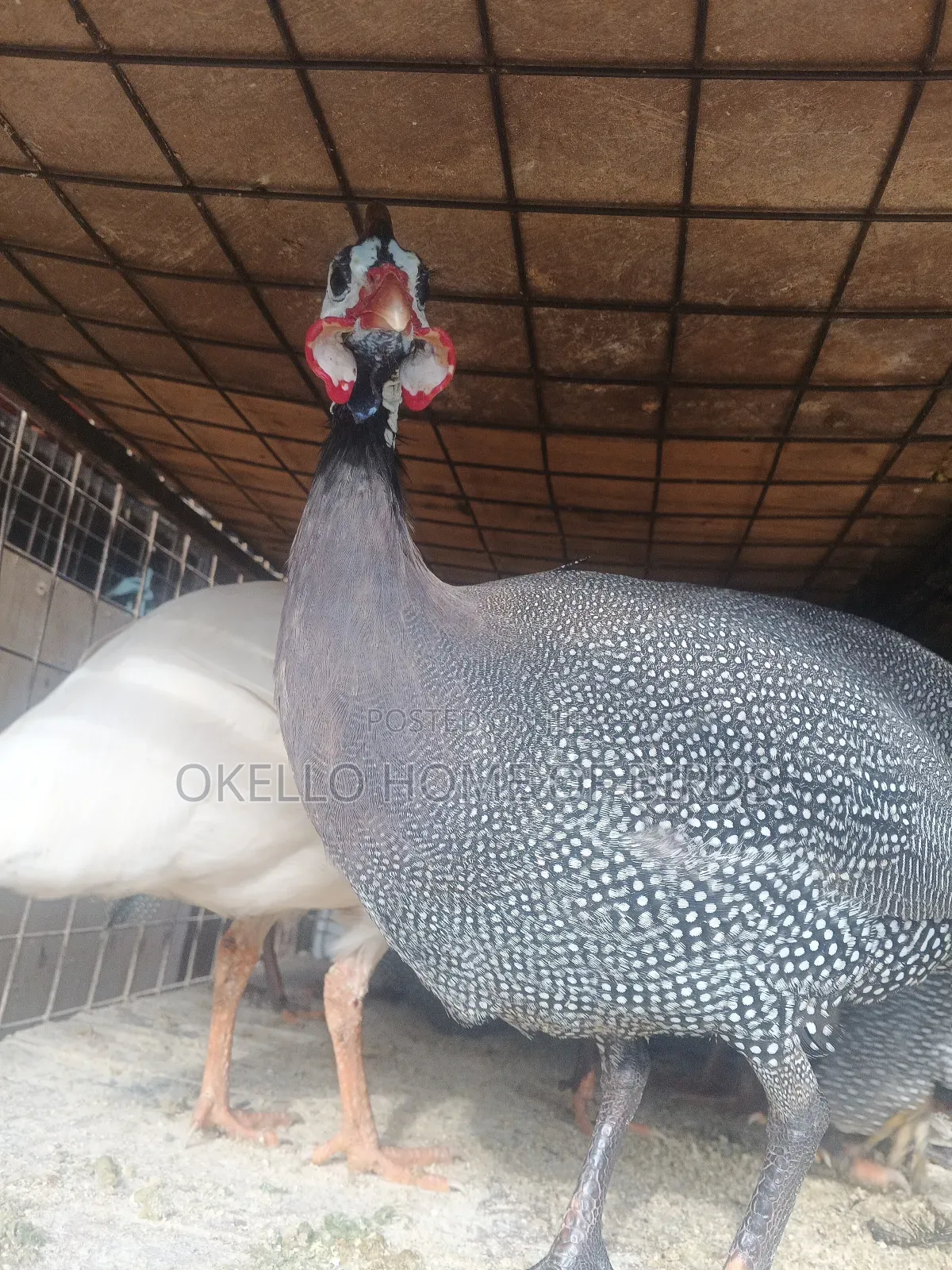 Guinea Fowlz for Sale