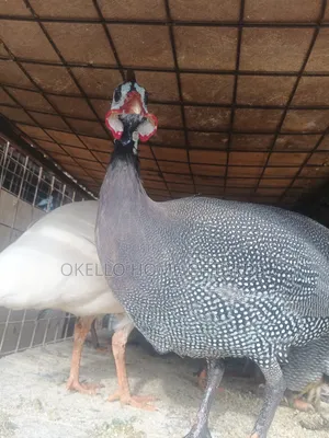 Guinea Fowlz for Sale