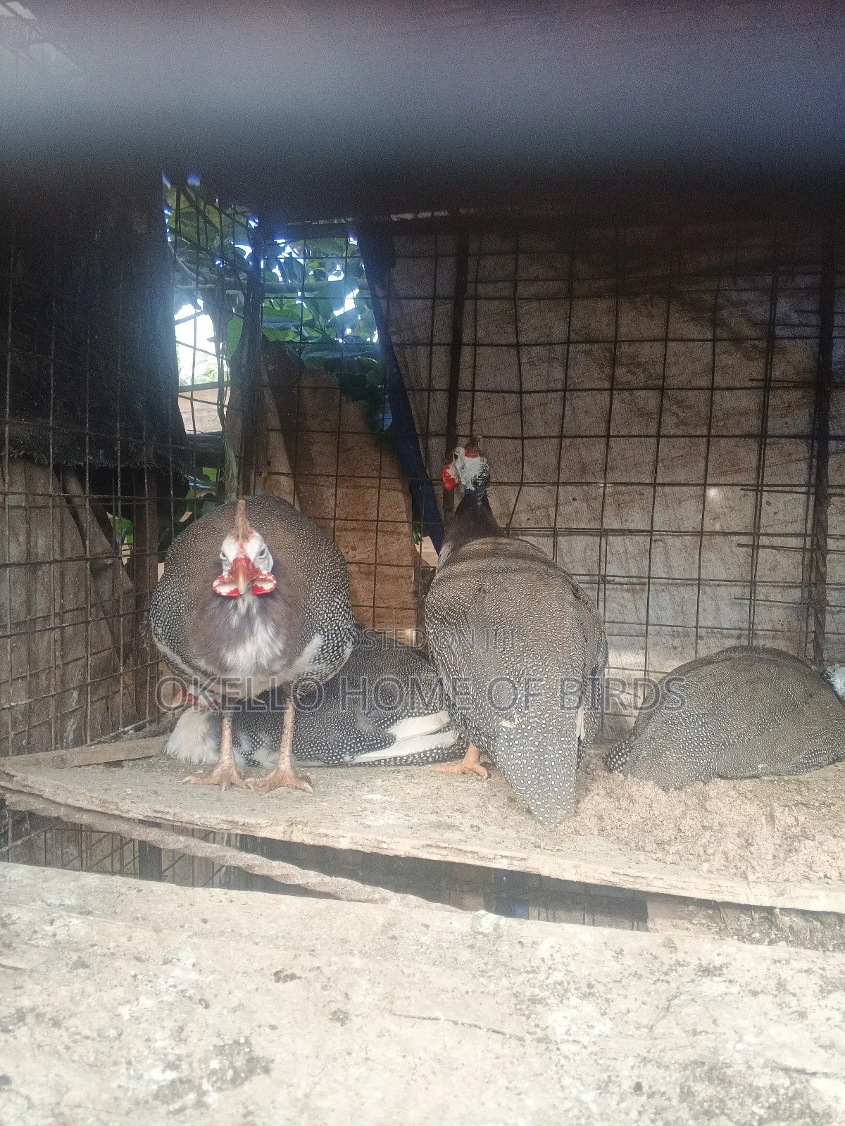 4 Guinea Fowlz For Sale