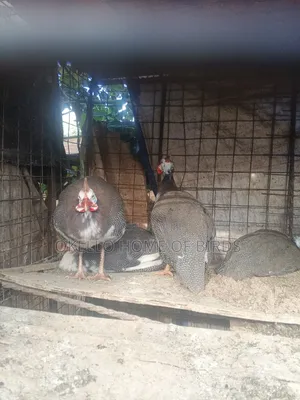 4 Guinea Fowlz For Sale