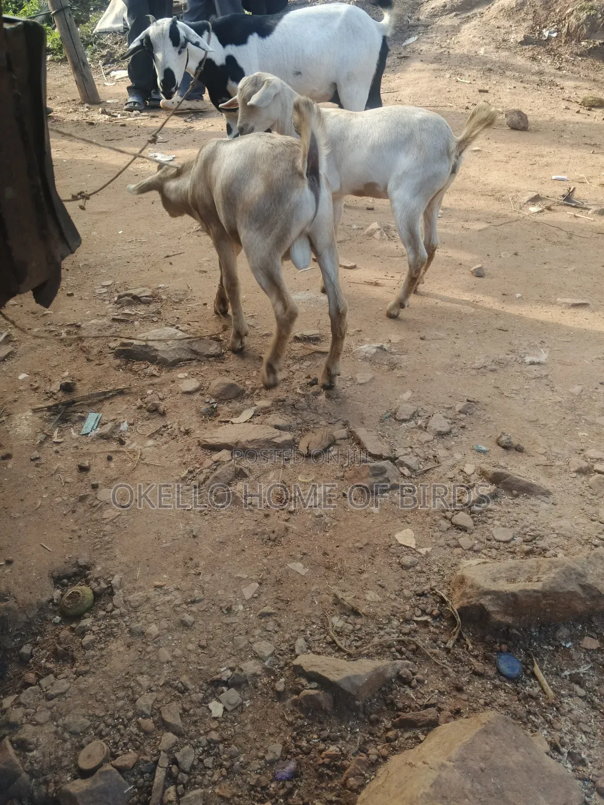 Mother And 2 Kids Goats For Sale