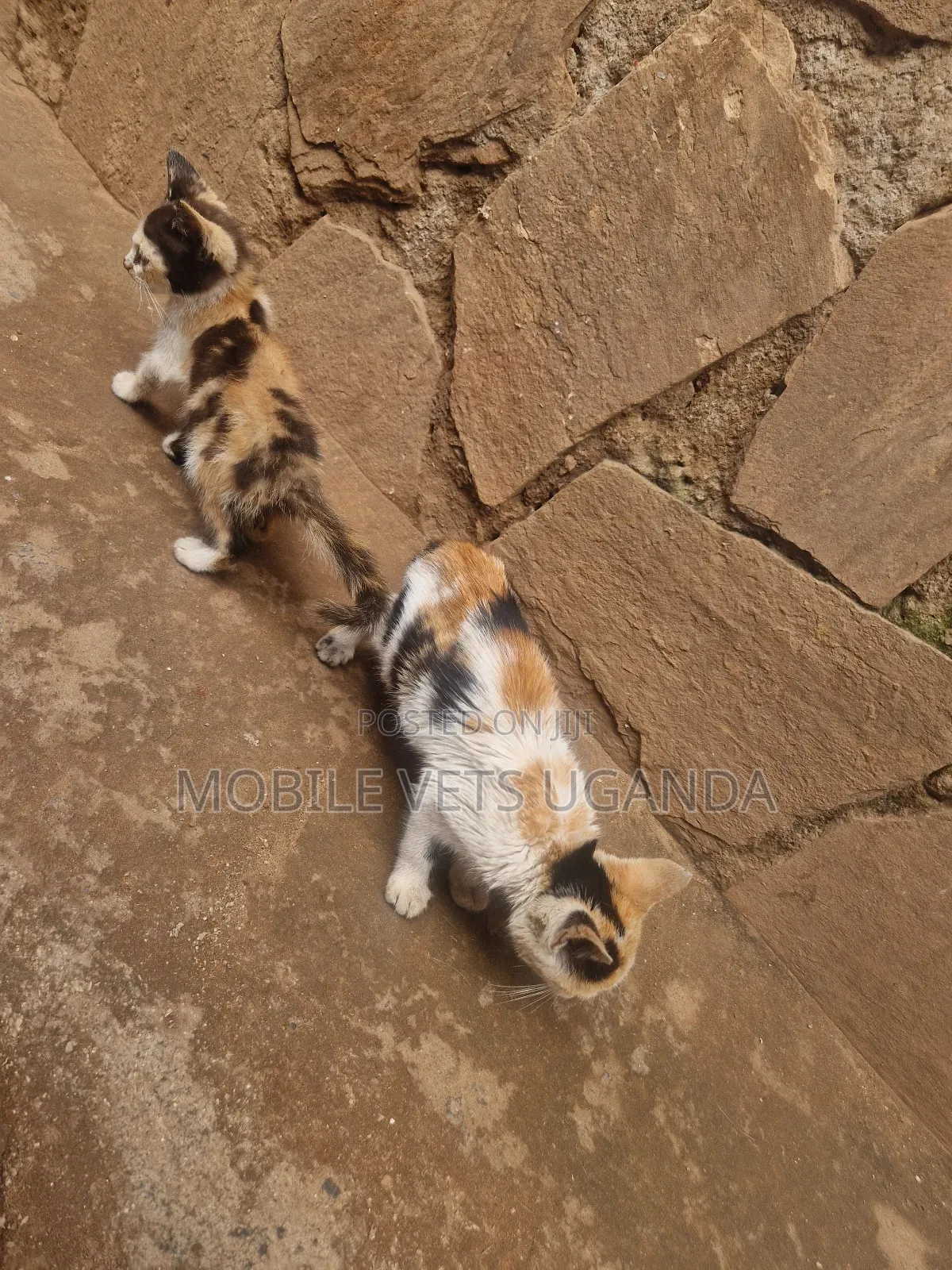 0-1 month Female Purebred American Bobtail