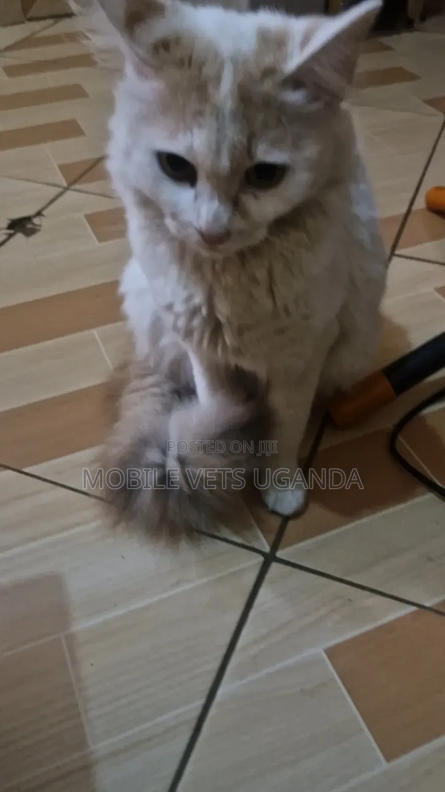 3-6 months Male Purebred American Curl