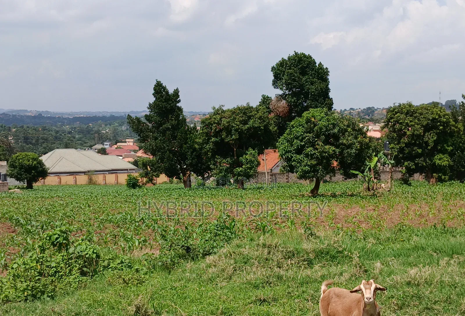 4 Prime Acres of Land for Sale Wakiso~Kisimbiri Along Hoima Road X
