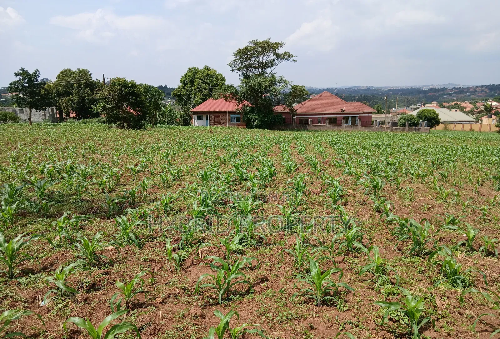 4 Prime Acres of Land for Sale Wakiso~Kisimbiri Along Hoima Road X