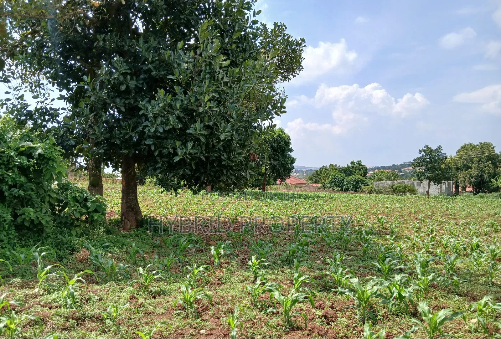 4 Prime Acres of Land for Sale Wakiso~Kisimbiri Along Hoima Road X