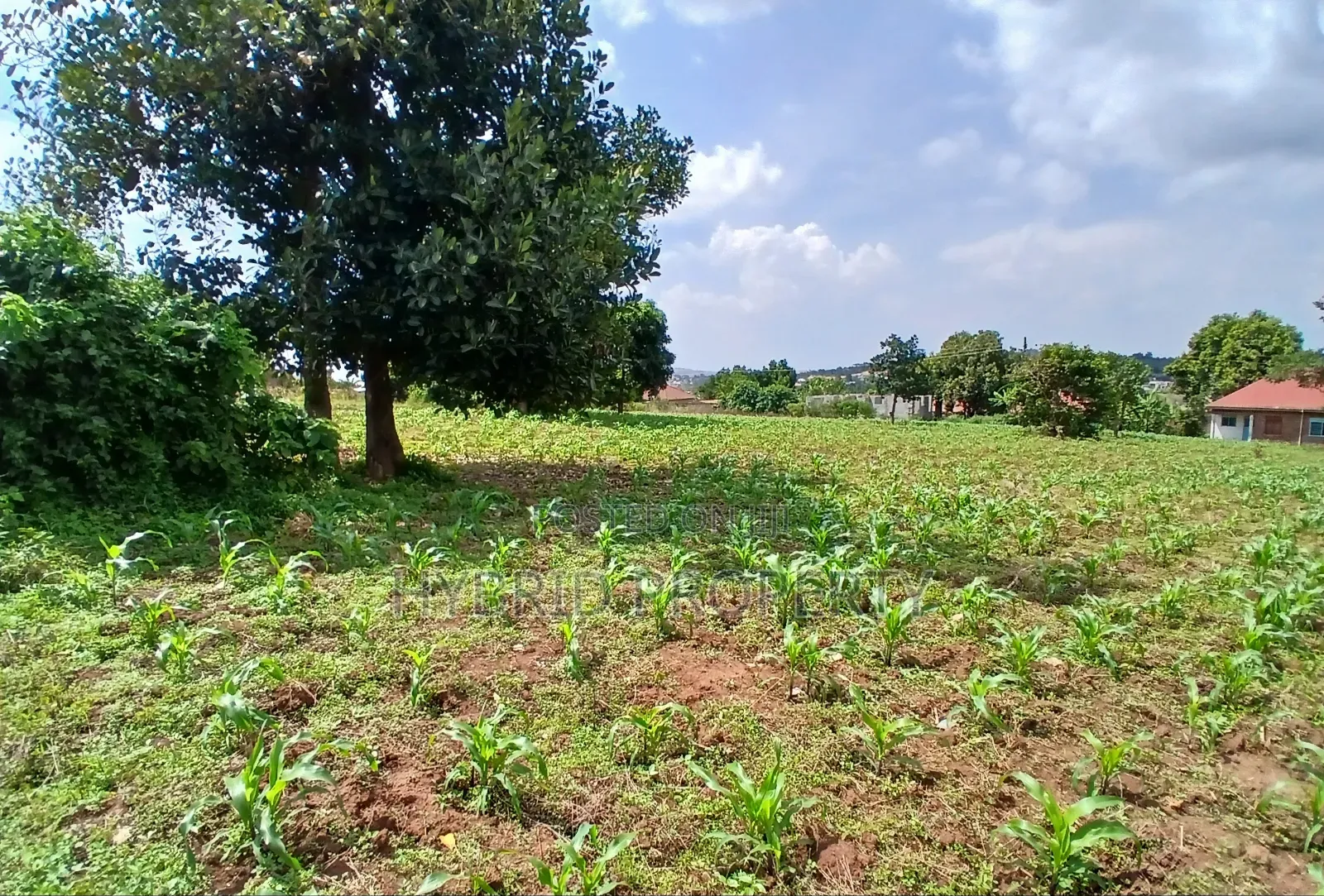 4 Prime Acres of Land for Sale Wakiso~Kisimbiri Along Hoima Road X